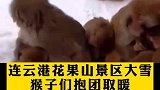 花果山景区大雪猴子抱团取暖