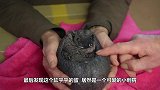 男子在海边捡到一块肉，软软的还会动，究竟是何方神圣