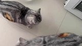 猫妈妈和小猫隔天同一侧被取暖器烤糊