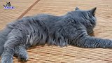 几只胖猫抢吃营养膏，小流浪猫却被橘猫一把推开，小猫：我太难了