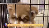 阿拉斯加犬小奶狗得了细小，它们懂事的让人心疼，一切都会好起来