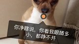 女主人要把吉娃娃的大眼睛，扣下了送人，狗狗反应成精了