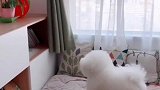 狗狗想拿桌子上面的气球