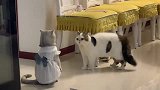 这猫咪吓成人了哈哈哈