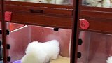 养茶杯犬的小姐姐，可知道出门遛狗到底有多方便了