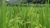 家乡的味道