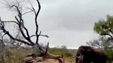 大象的力量能够扳倒一颗大树，让人震撼