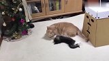 一只爱撒娇的小奶猫，对着橘猫要抱抱，橘猫的反应真是太暖心了