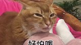 主人唱歌，猫咪一脸嫌弃：唱的啥玩意！别逼我出手你