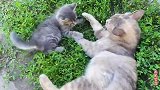 可爱的小野猫太调皮，多次打扰母猫休息，母猫依然把它当宝