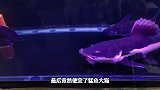 价值400的生猛七彩牙鱼，一夜之间神秘死亡，凶手逍遥大猫生吞