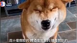 柴犬坦白所有恶行，并觉得自己“贵”，主人不会拿它怎么样