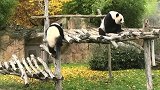 熊猫妈妈教训熊孩子，超级可爱，太逗了