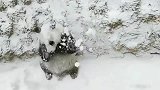 大熊猫也会打雪仗,打不过就赶紧跑!