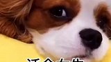 狗家有萌宠女生适合养什么狗？