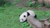 为了引起奶爸的注意，熊团子啥招都使出来了，太好玩了