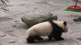 熊猫：奶爸是是坏蛋，都不跟熊家玩耍耍，欺负熊家腿短！