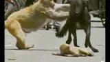 感人一幕 小猴过马路被撞母猴护子斗恶狗-8月23日