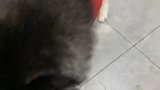 哈哥猫妹