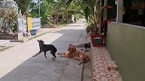 用了一只假老虎吓狗狗和猫咪，狗狗和猫咪的反应太好玩了