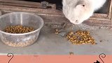 快速失去猫的小技巧，你学废了吗