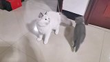 温柔的布偶猫和调皮的蓝白猫一起耍逗猫棒，画面太唯美