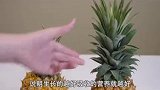 挑选菠萝的方法和窍门，挑选菠萝什么样的又甜又好吃