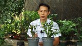 让蟹爪兰新芽狂冒不止，就要做好这2件事