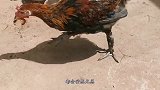 为什么五毒之一的蜈蚣，毒不死大公鸡，真相是这样