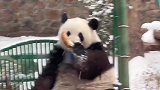雪中精灵，久违的铁王座萌兰
