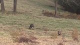 4头狼闯入牧场，被守护牧场的狗子发现，最终野狼3死一逃！
