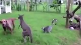 袋鼠狗狗打架，浣熊也出来捣乱，看完忍住别笑