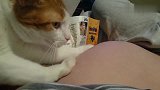猫咪对着妈妈孕肚来回按，肚子里娃都不淡定了：还让不让人睡觉了