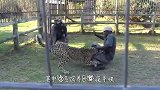 国外一动物园正在转移犀牛，不料犀牛突然发怒，冲破装运箱！
