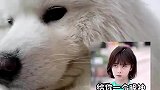 主人酒后睡了一天的觉，狗狗却因此饿了一天