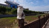 小猫咪走平衡木，小尾巴摇的那叫一个欢