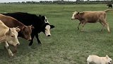 当斗牛犬在内蒙遇到牛…