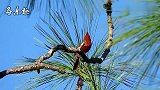 北美红雀的长相酷似“愤怒的小鸟”，叫声清脆动听，来聆听一下