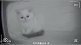 小猫一觉睡醒，发现兄弟姐妹都被送人了