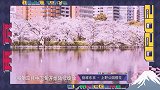 《别样东京》-上野公园樱花 绚丽多姿如梦似幻