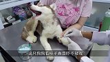 狗子们害怕打针，模样十分搞笑，镜头记录全过程！