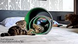 萌萌的小奶猫上线，都好可爱的样子，养哪一只好呢