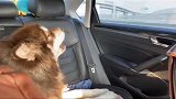 小狗上车后，就一直在那里嚎叫，主人，就这么不喜欢跟我在一起嘛
