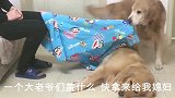 这狗太不像话了，抢走主人的毯子给媳妇盖上，跟它要还急眼了