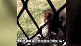 喝醉男子跑到动物园，跳进老虎的领地挑衅，镜头拍下全过程！