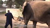 大象真的那么友好吗？用血的教训告诉你，别被导游忽悠了！