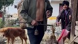 这么大只鸡五块钱，我还是买回来好一点