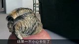 猫咪被地上的一个罐子吸引，这是对自己身上的肉没点数吗