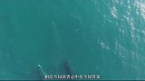 不可挑战的生物：有“海洋霸主”之称，大白鲨都不是它对手