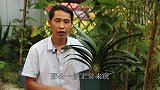 养了5年的君子兰没开过花？改变3要点，开花就快了